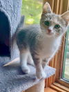 adoptable Cat in , MN named Metrie