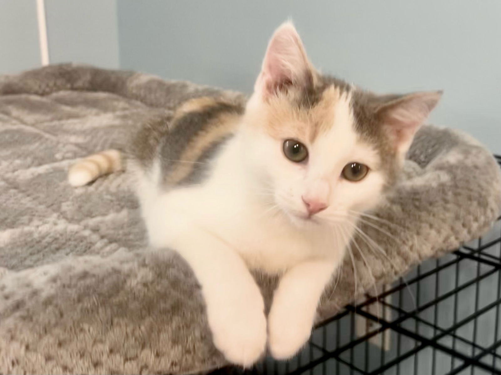 adoptable Cat in Forest Lake, MN named Misu
