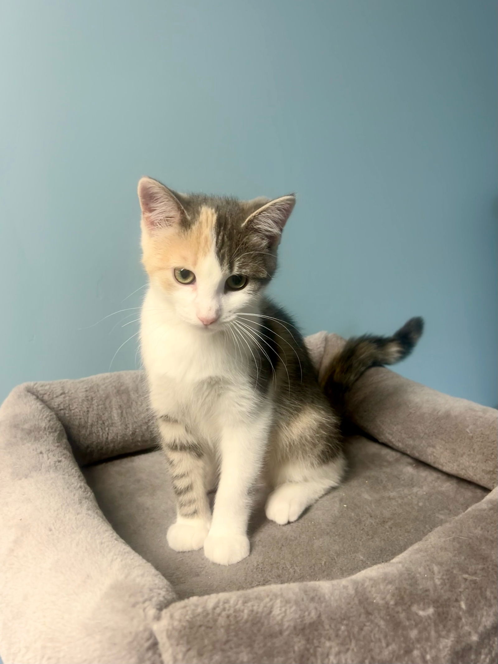 adoptable Cat in Forest Lake, MN named Rami