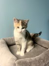 adoptable Cat in , MN named Rami