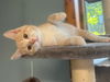 adoptable Cat in , MN named Rhett