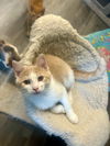 adoptable Cat in forest lake, MN named Gio