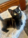 adoptable Cat in , MN named Astrid