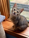 Harriet