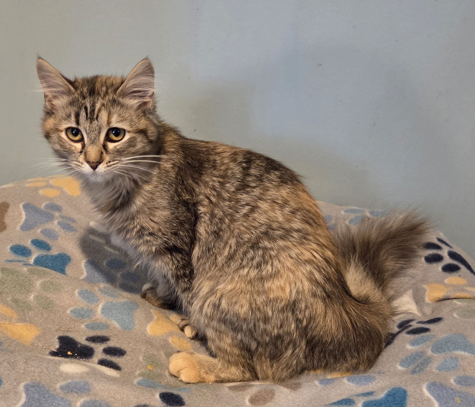 adoptable Cat in Forest Lake, MN named Bunny