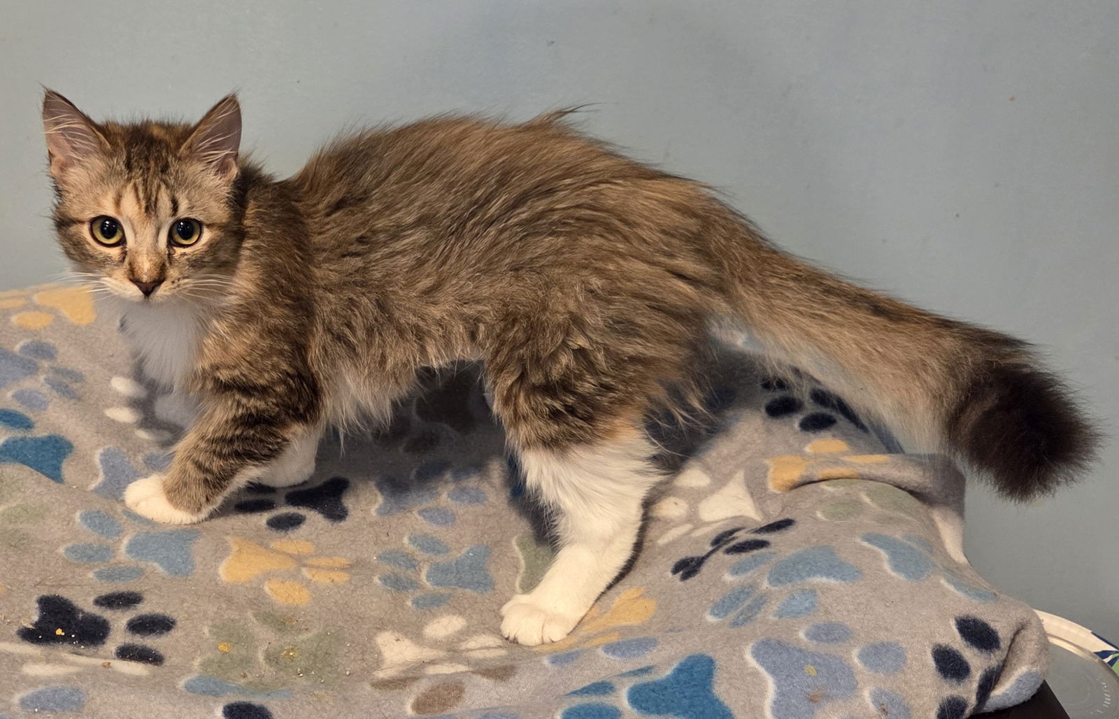 adoptable Cat in Forest Lake, MN named Foxy