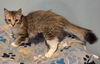 adoptable Cat in forest lake, MN named Foxy