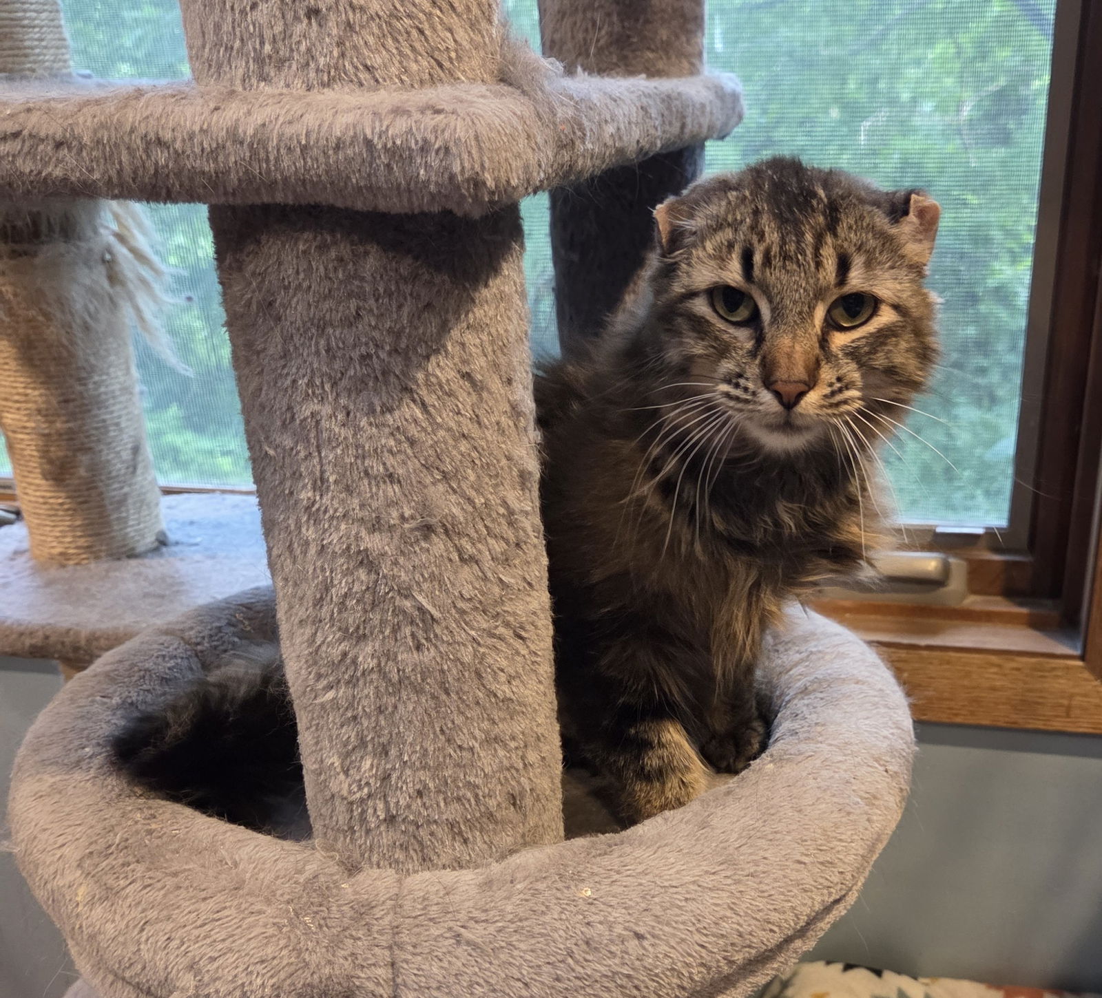 adoptable Cat in Forest Lake, MN named Ralph