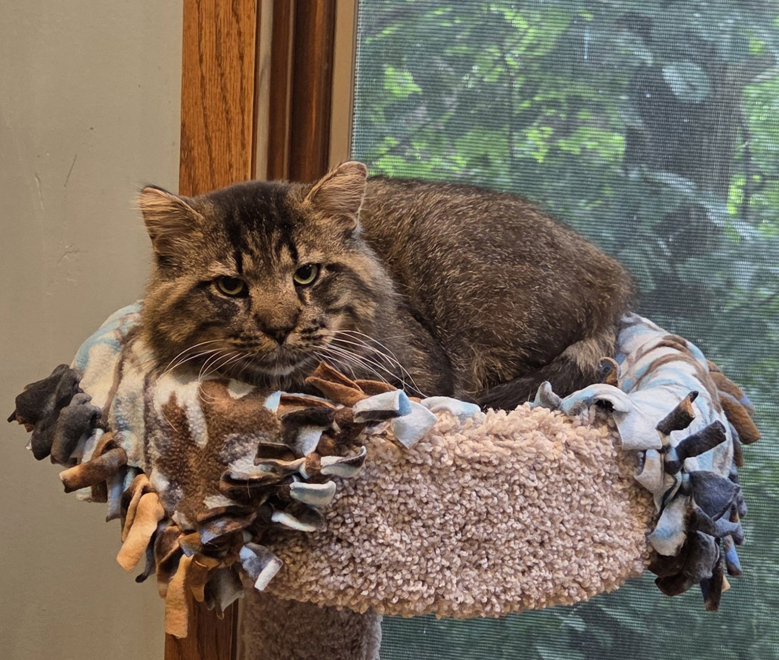 adoptable Cat in Forest Lake, MN named Sule