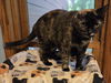 adoptable Cat in forest lake, MN named Kehlani