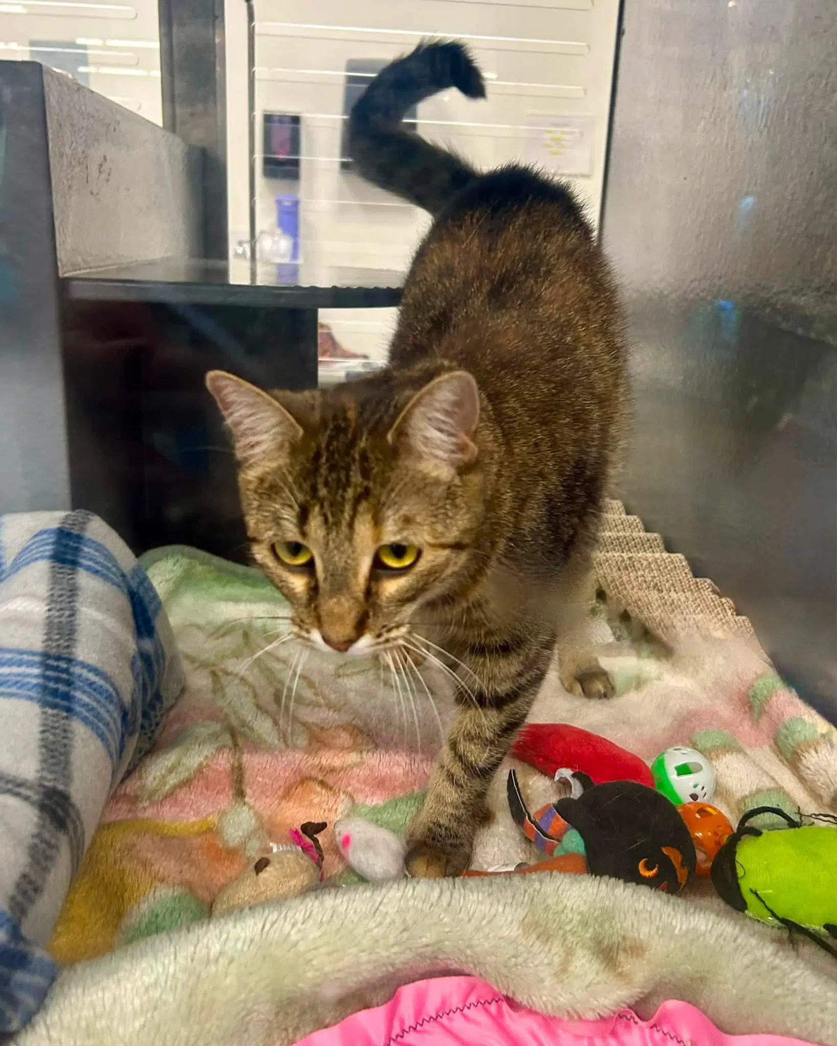 Kailana - Domestic Short Hair