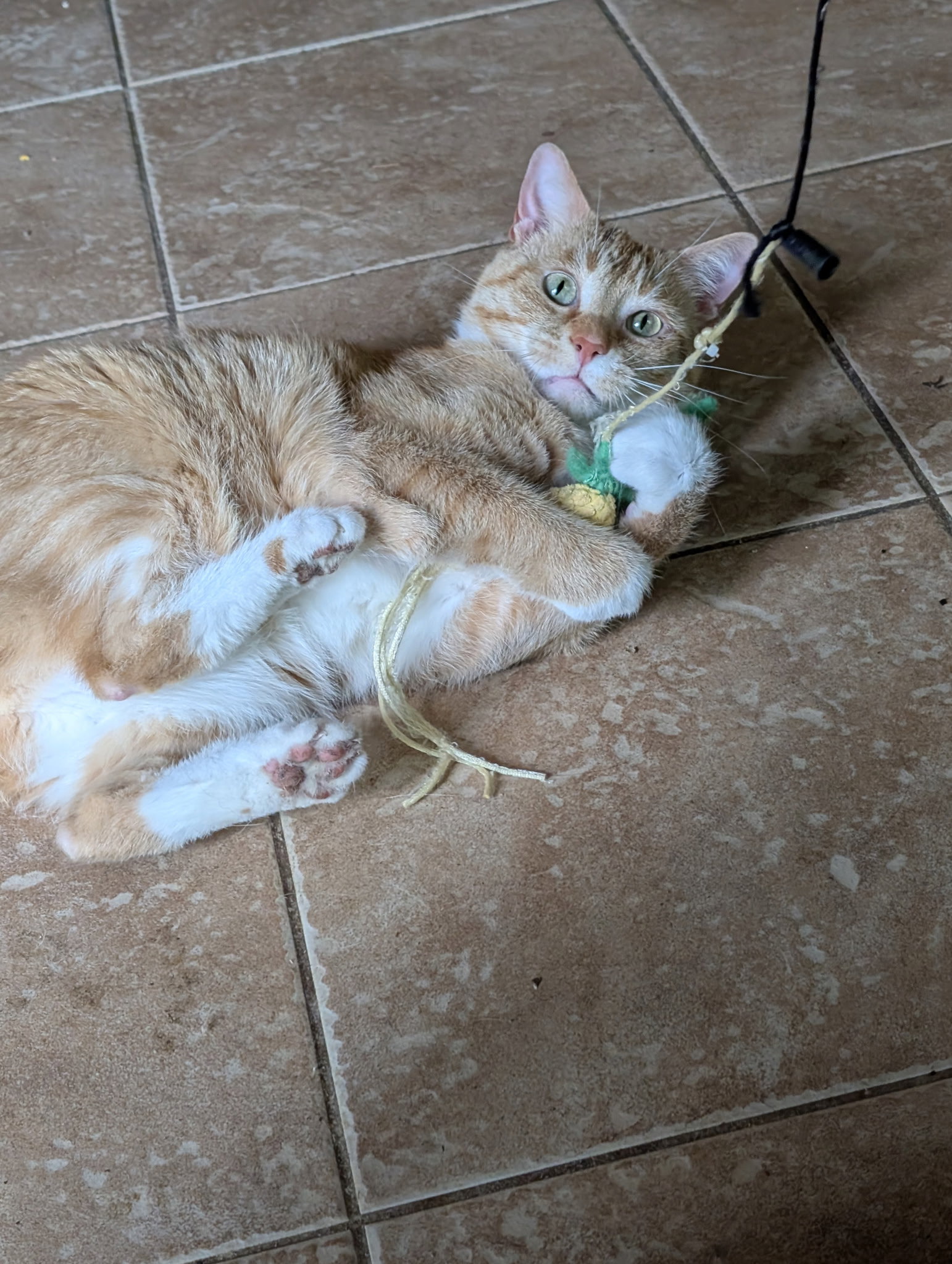 Meow Meow