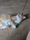 Meow Meow