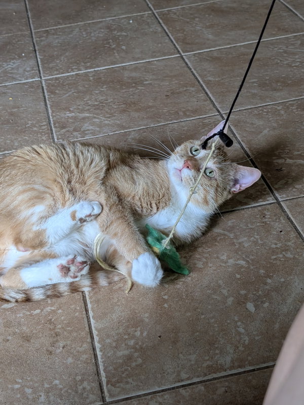Meow Meow