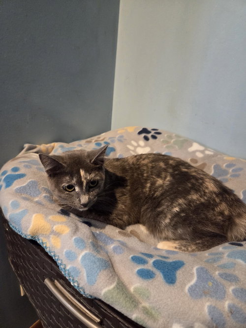 picture of the cat needing adoption