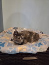 Tamora