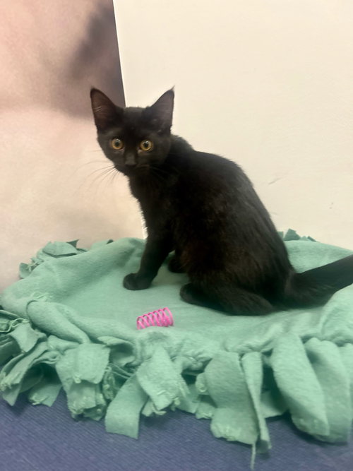 picture of the cat needing adoption