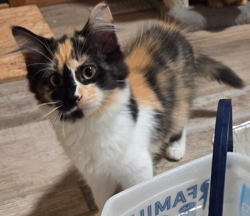 Amelia