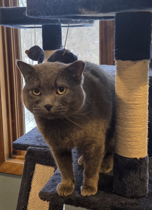 DUSTY MILLER - Domestic Short Hair available for adoption