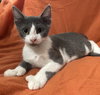 Kit