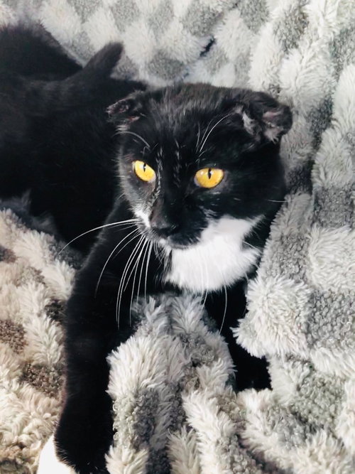 picture of the cat needing adoption