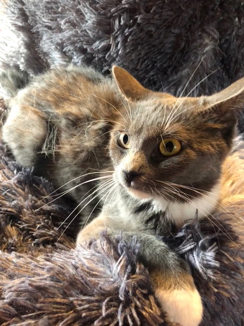 picture of the cat needing adoption