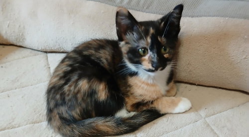 Meowsie