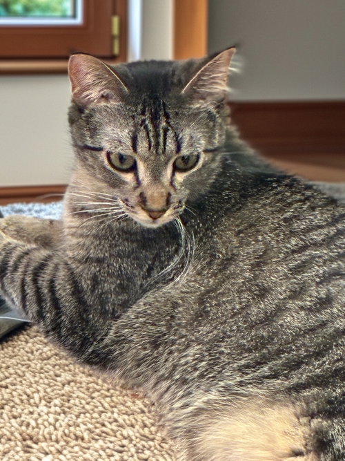 Crumbelina, an adoptable Domestic Short Hair in Forest Lake, MN