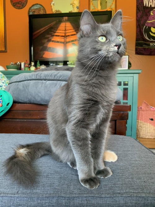 Midna