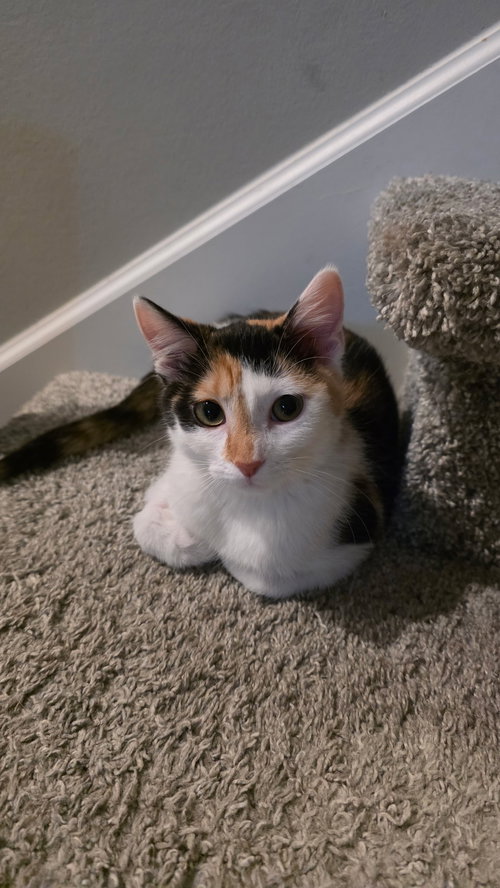 picture of the cat needing adoption
