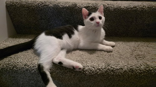 picture of the cat needing adoption