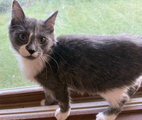 Bootsie