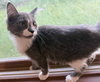 Bootsie