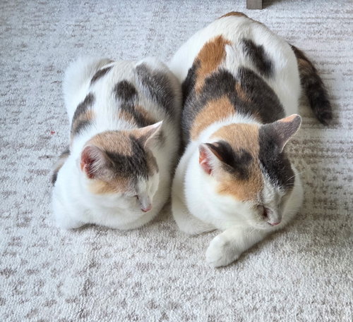 picture of the cat needing adoption