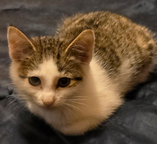 picture of the cat needing adoption