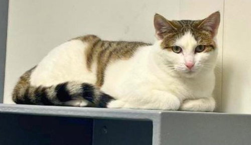 Arwyn, an adoptable Domestic Short Hair in Forest Lake, MN
