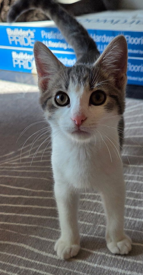 picture of the cat needing adoption