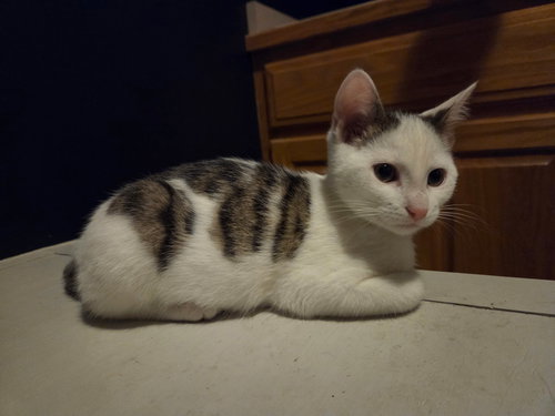 picture of the cat needing adoption