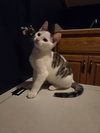 Pippin