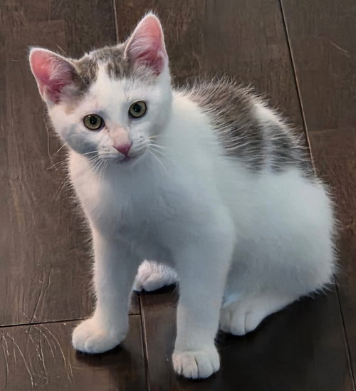picture of the cat needing adoption