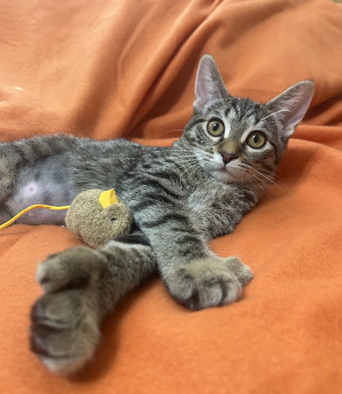 picture of the cat needing adoption