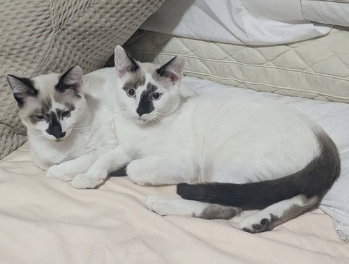picture of the cat needing adoption