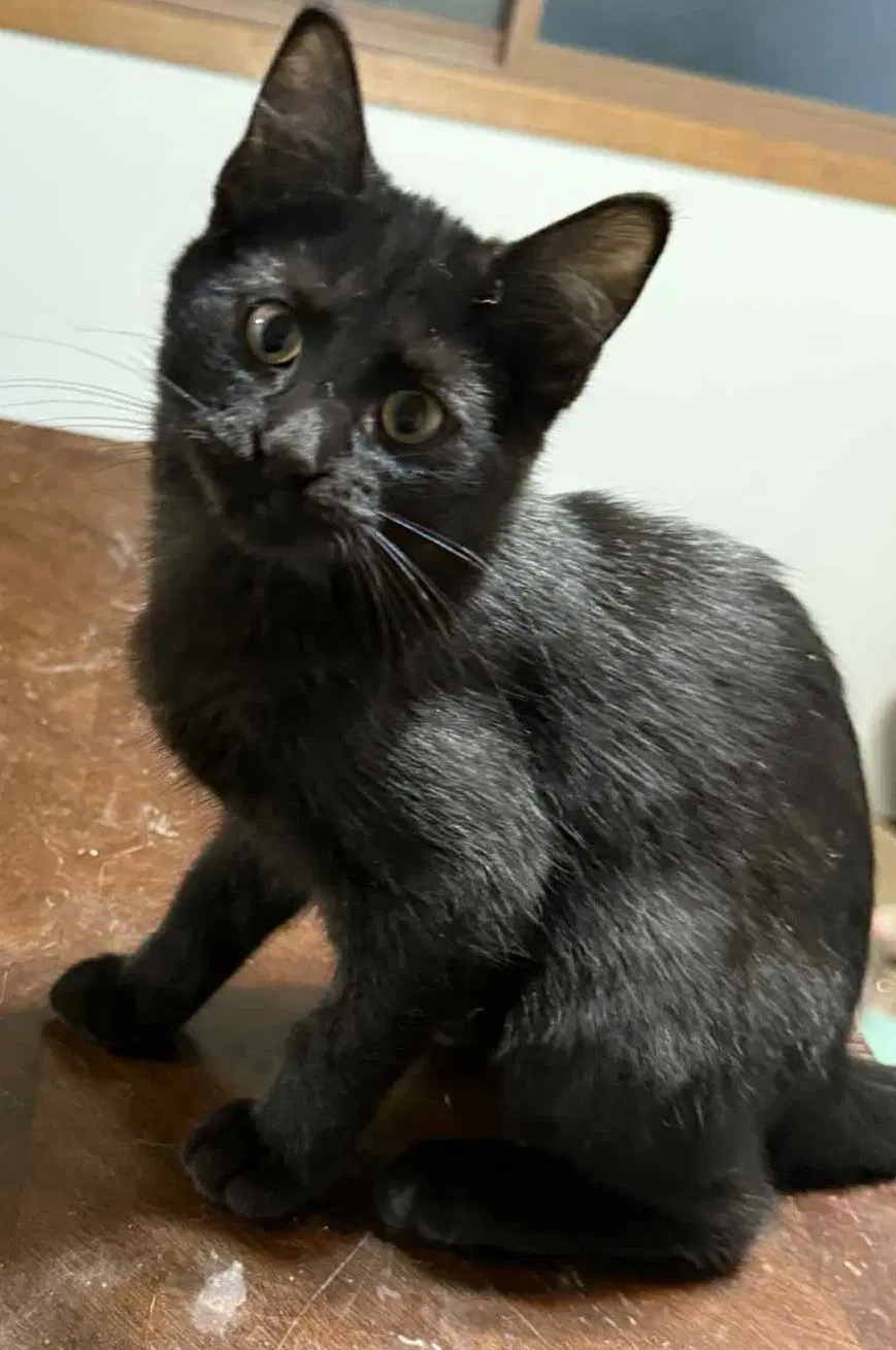 Dutchess - Domestic Short Hair