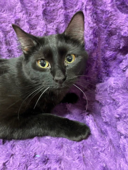 Pennelope, an adoptable Domestic Short Hair in Forest Lake, MN