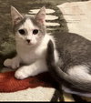 Harper
