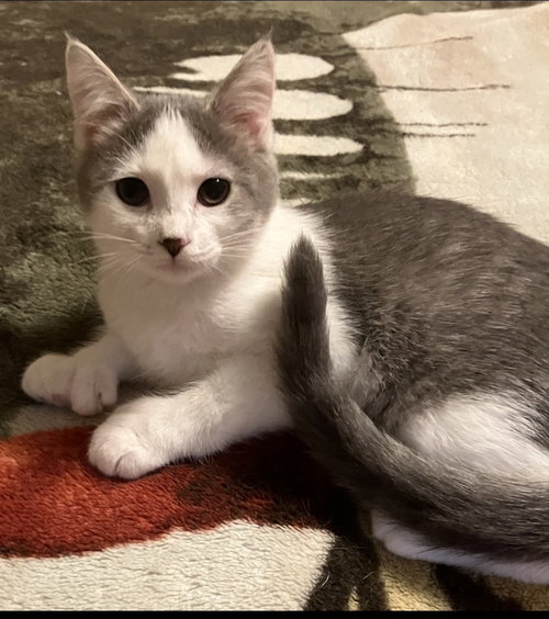 Harper
