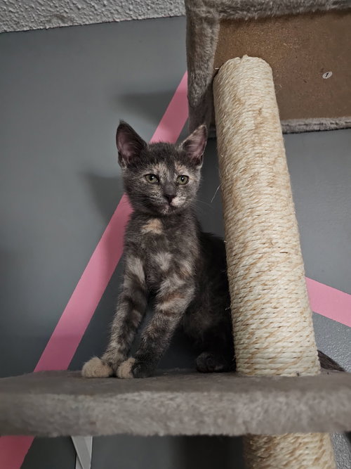 picture of the cat needing adoption