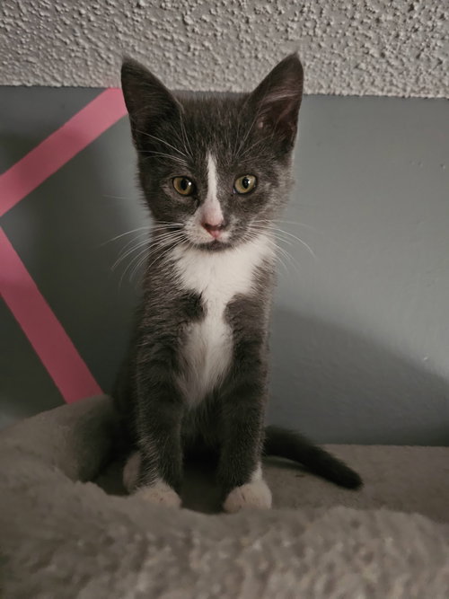 picture of the cat needing adoption