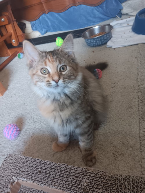 picture of the cat needing adoption
