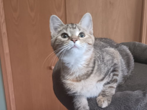 picture of the cat needing adoption